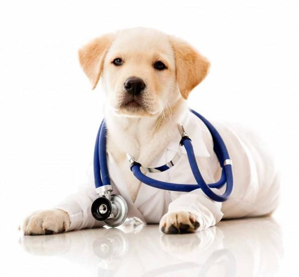 Puppy with stethescope