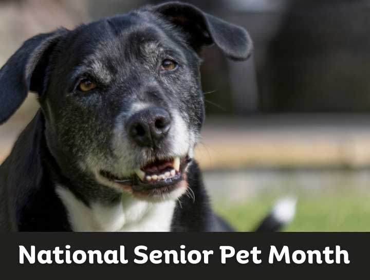 National Senior Pet Month