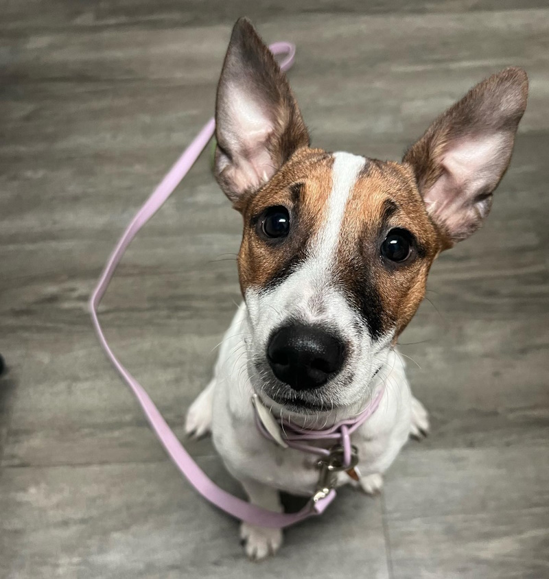 Veterinary Resources for your Pet