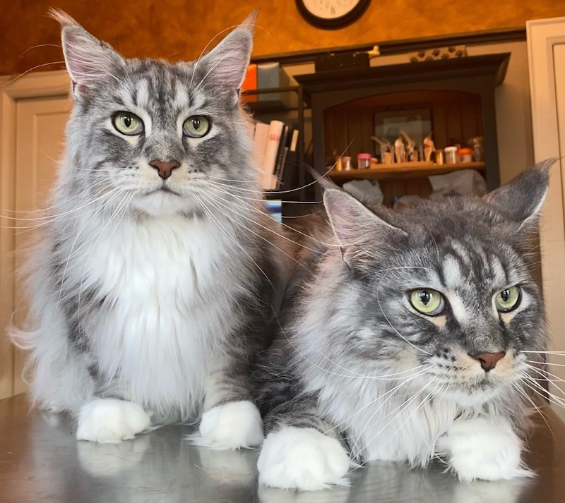 Town and Country Animal Hospital Forms