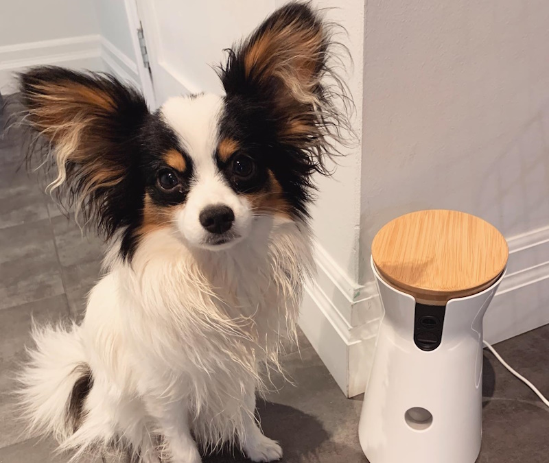 Town and Country Animal Hospital Policies