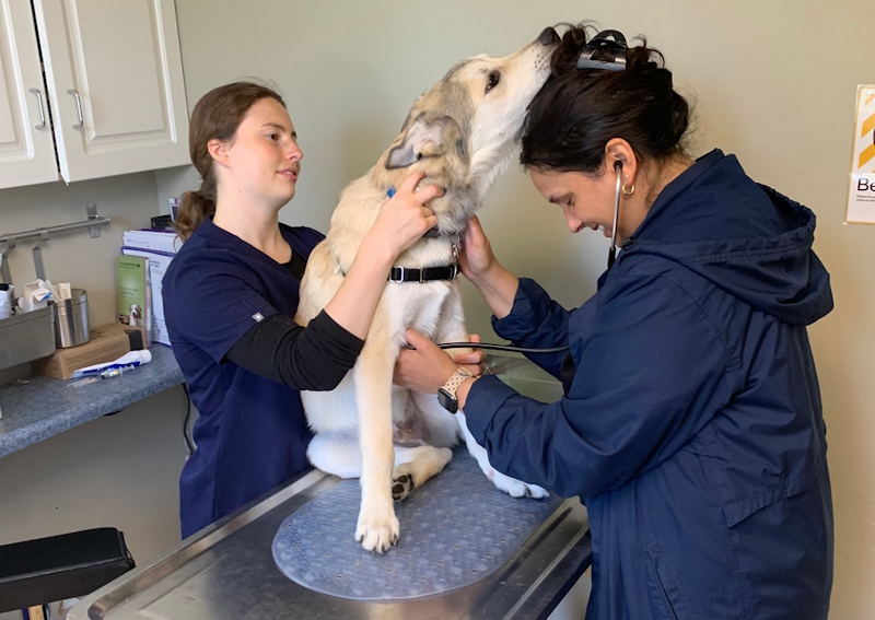 Carousel Slide 3: We offer dog and cat wellness exams!