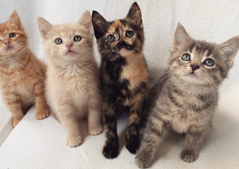 Carousel Slide 5: Kitten and puppy preventative care available