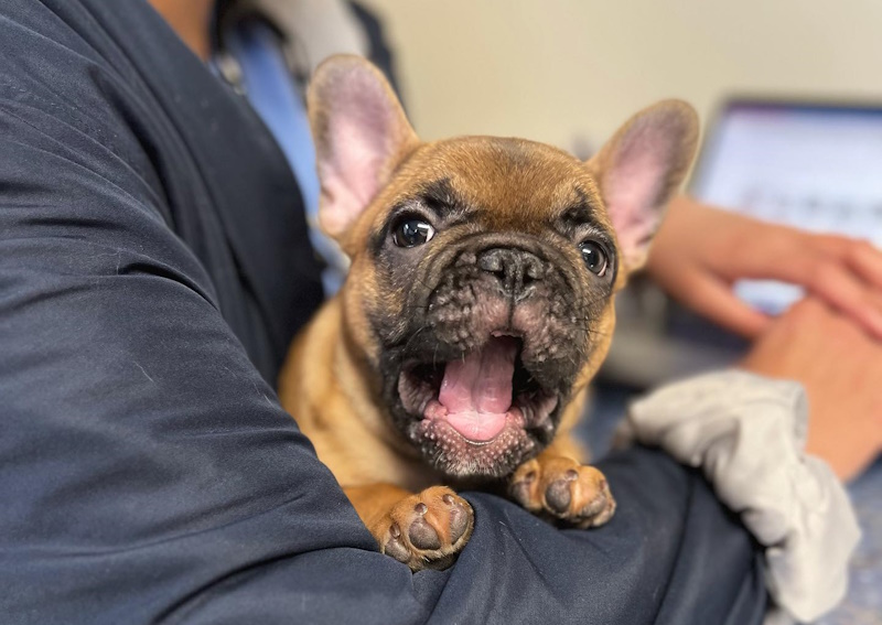 Carousel Slide 4: We can microchip your pet!